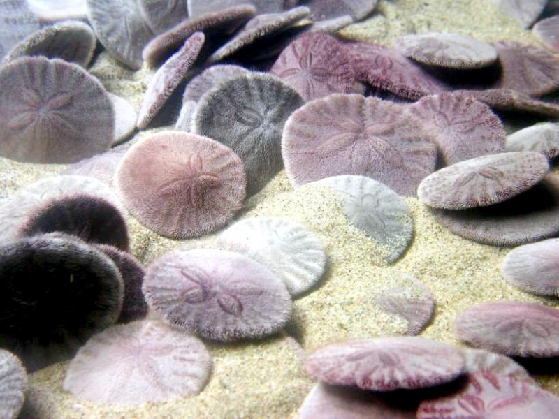 live-sand-dollars-saltair-bc