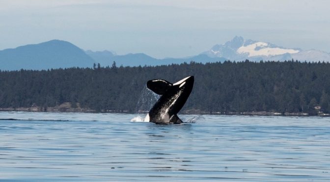 Orca Family Put on Quite a Show Along Saltair’s Shoreline